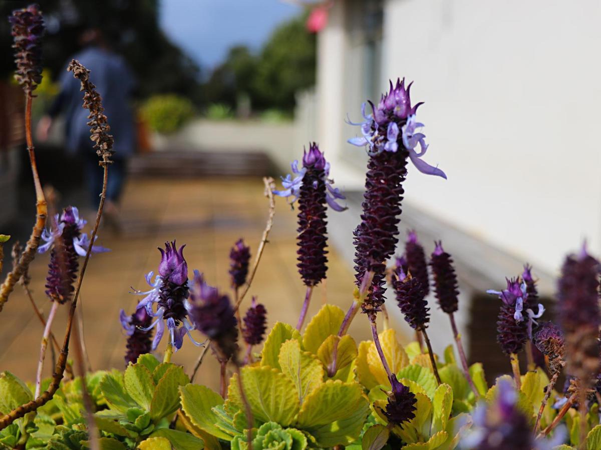 Bellum Hotel Mount Gambier Eksteriør billede